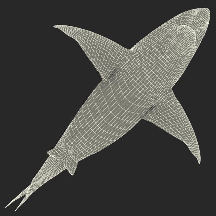 Pigeye Shark 3D