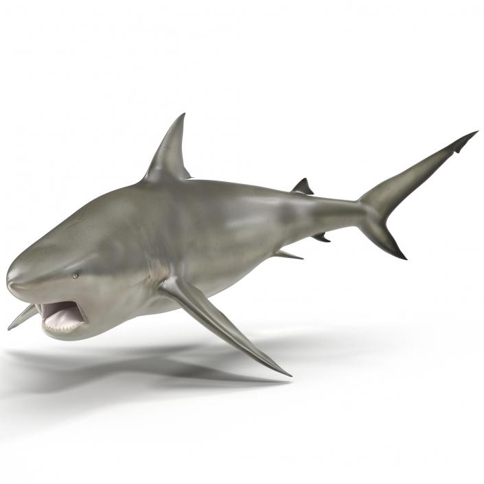 Pigeye Shark Pose 2 3D model