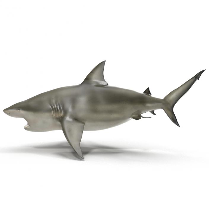 Pigeye Shark Pose 2 3D model