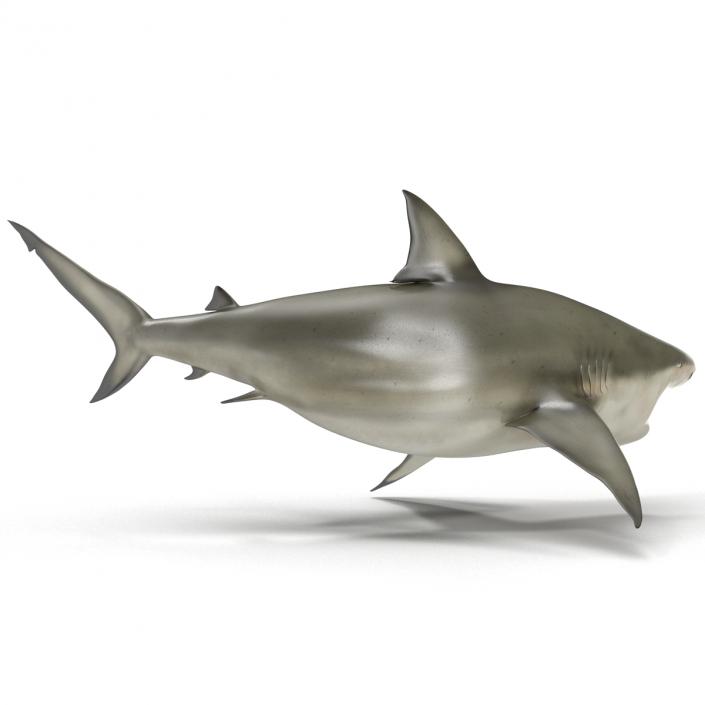 Pigeye Shark Pose 2 3D model