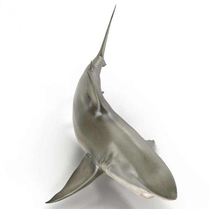 Pigeye Shark Pose 2 3D model