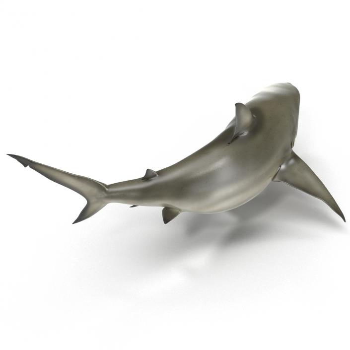 Pigeye Shark Pose 2 3D model