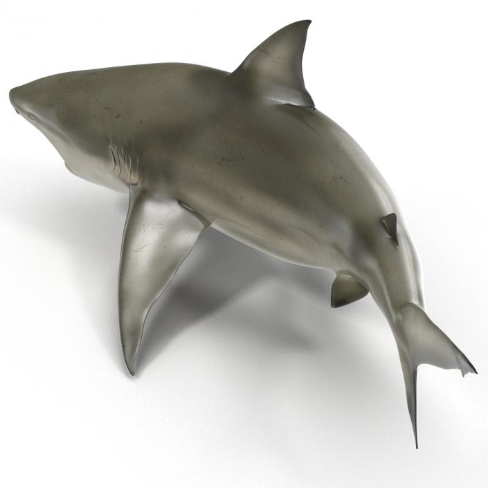 Pigeye Shark Pose 2 3D model