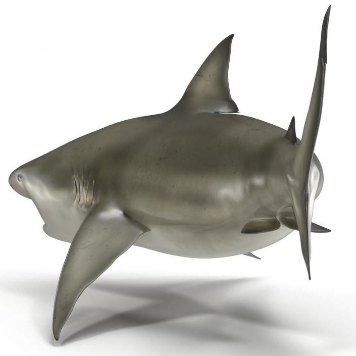 Pigeye Shark Pose 2 3D model