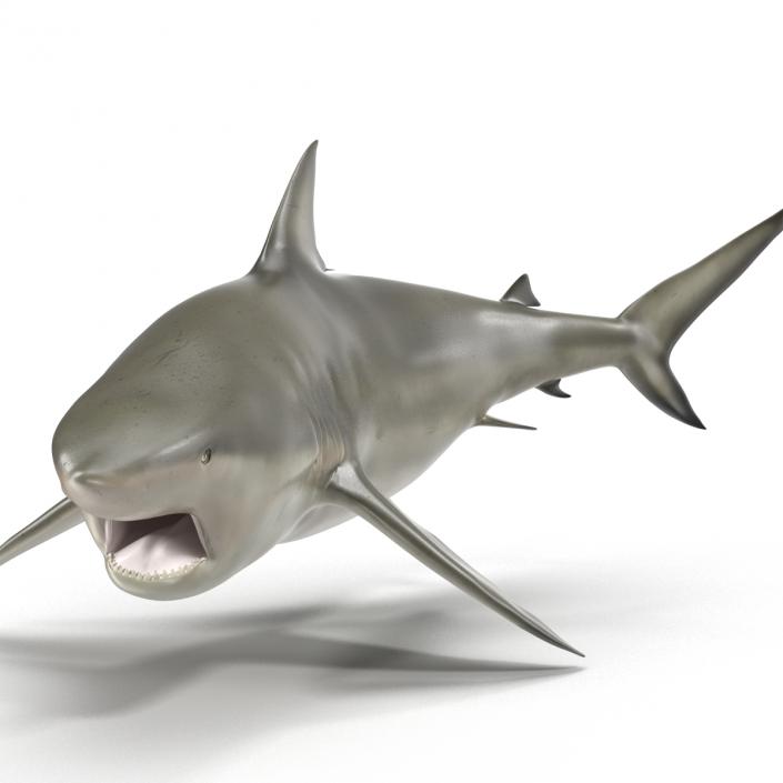 Pigeye Shark Pose 2 3D model