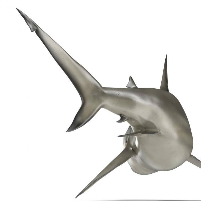 Pigeye Shark Pose 2 3D model