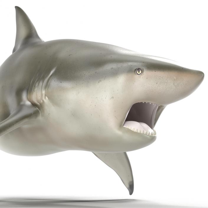 Pigeye Shark Pose 2 3D model