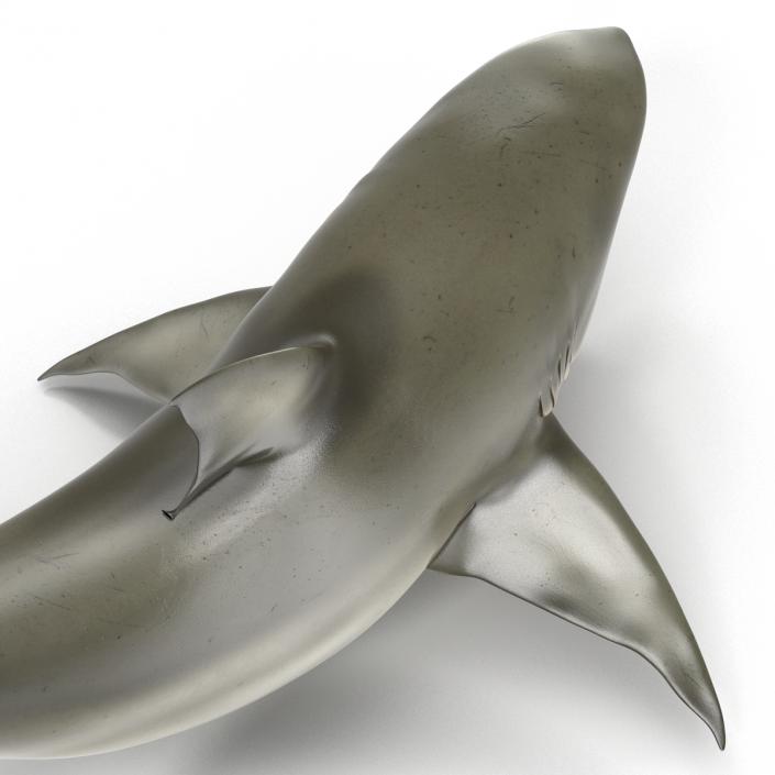 Pigeye Shark Pose 2 3D model