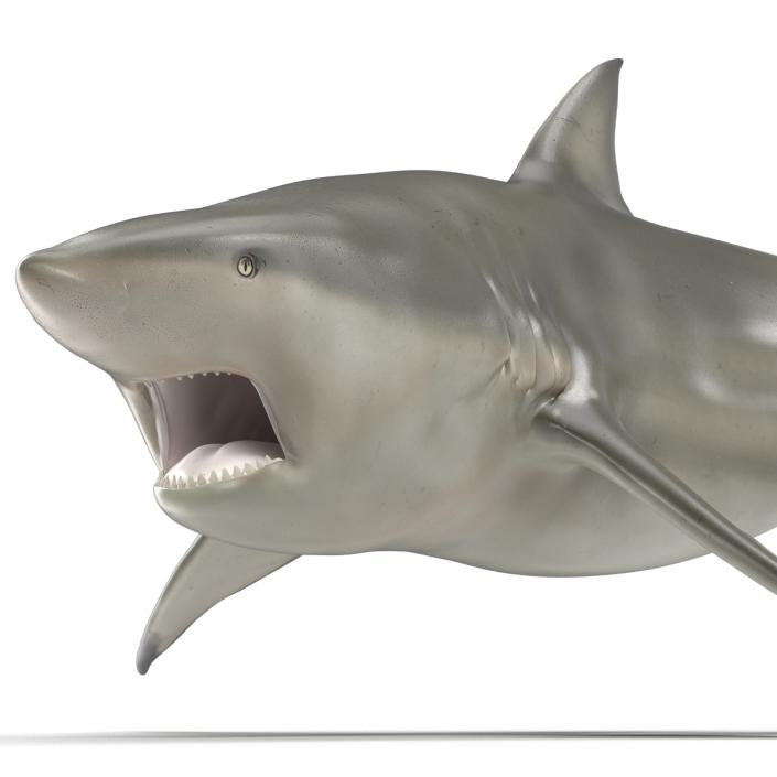 Pigeye Shark Pose 2 3D model