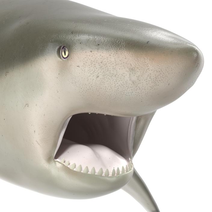 Pigeye Shark Pose 2 3D model