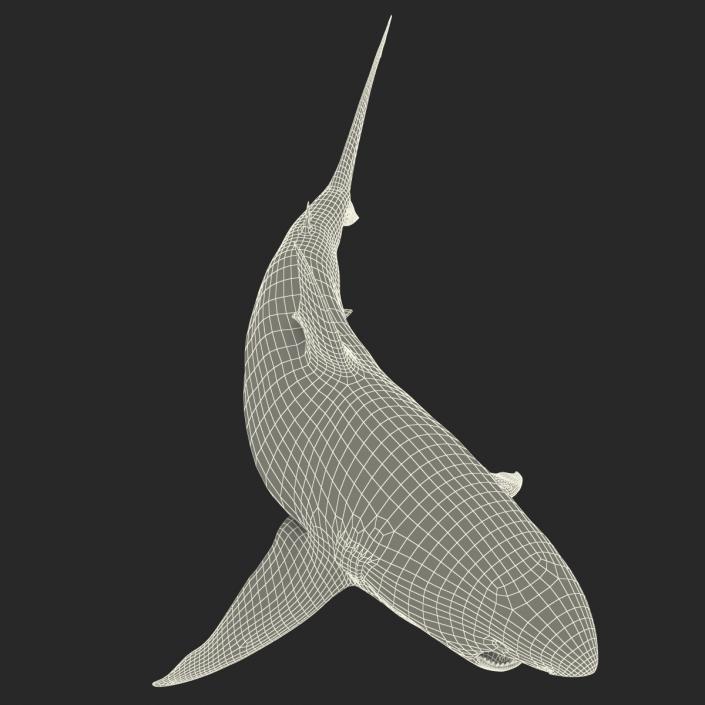 Pigeye Shark Pose 2 3D model