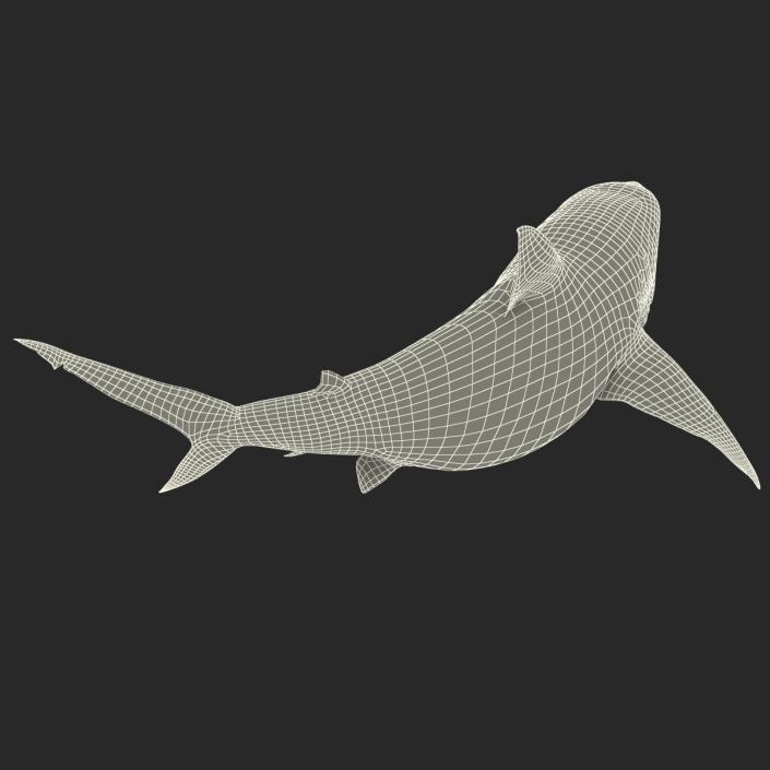 Pigeye Shark Pose 2 3D model