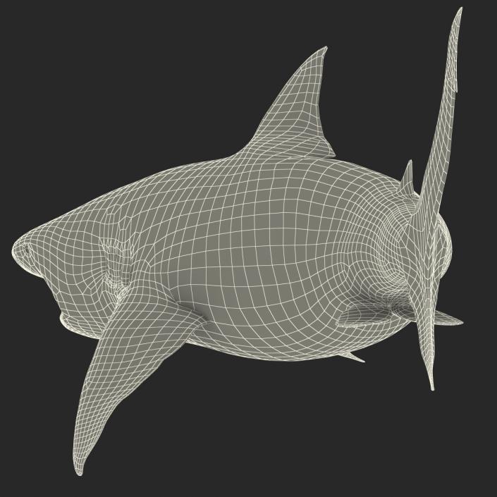 Pigeye Shark Pose 2 3D model