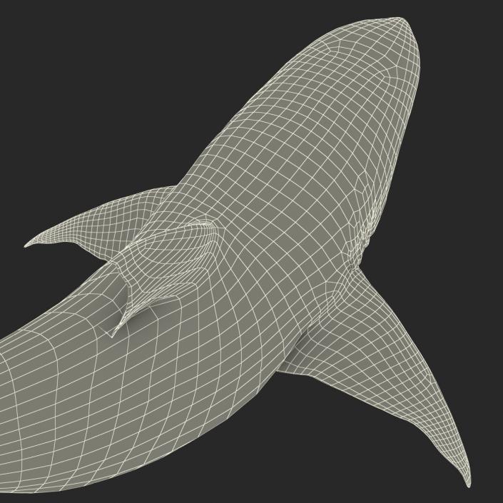 Pigeye Shark Pose 2 3D model