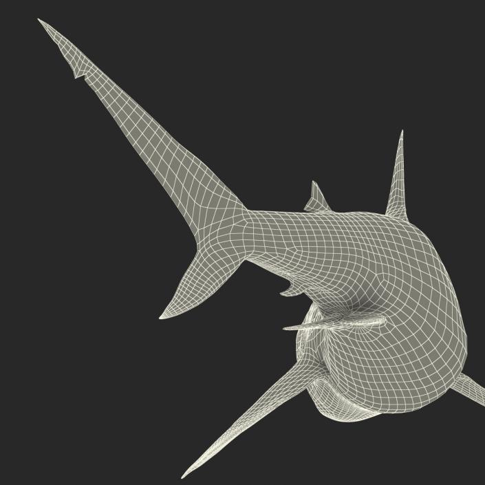 Pigeye Shark Pose 2 3D model