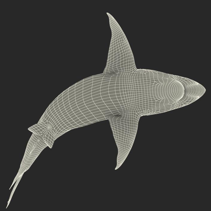 Pigeye Shark Pose 2 3D model