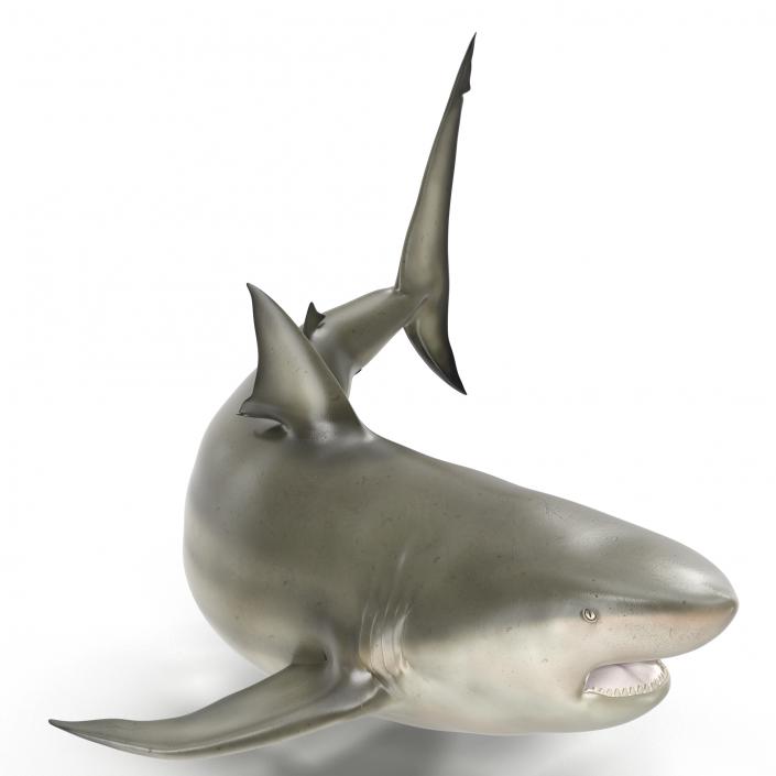 Pigeye Shark Rigged 3D model