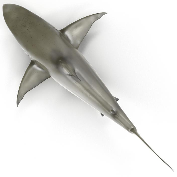 Pigeye Shark Rigged 3D model