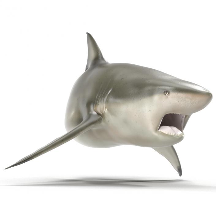 Pigeye Shark Rigged 3D model