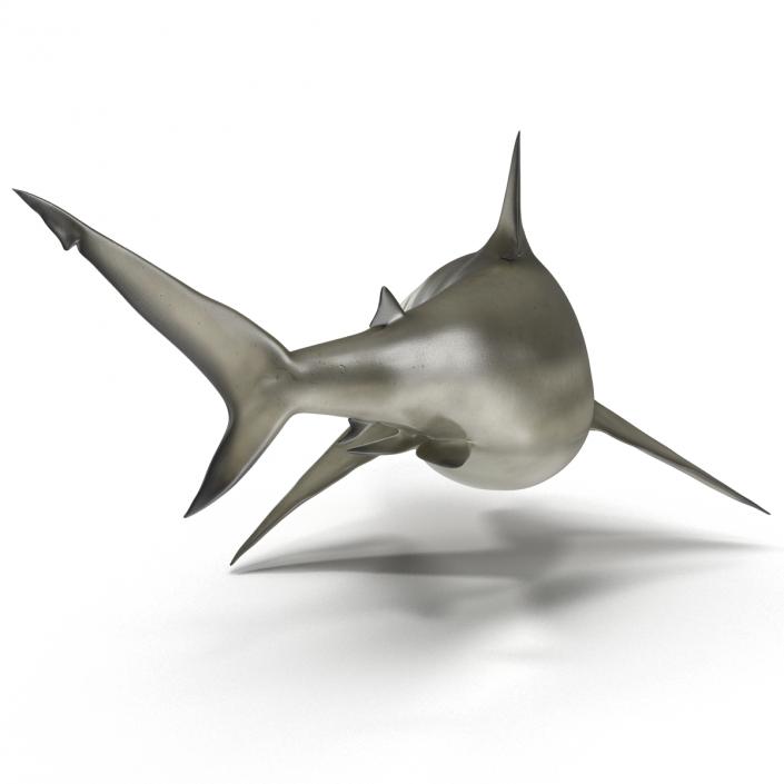 Pigeye Shark Rigged 3D model