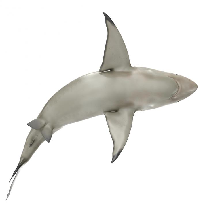 Pigeye Shark Rigged 3D model