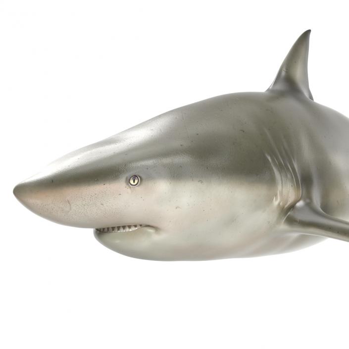 Pigeye Shark Rigged 3D model