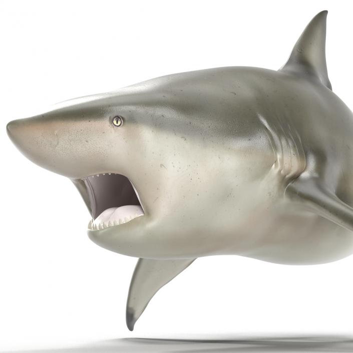 Pigeye Shark Rigged 3D model