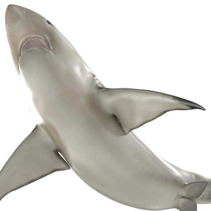 Pigeye Shark Rigged 3D model