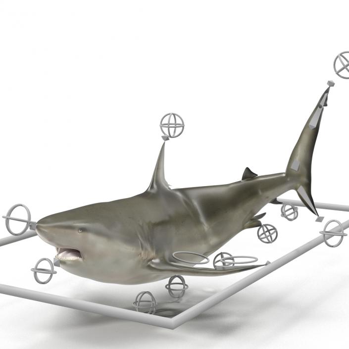 Pigeye Shark Rigged 3D model