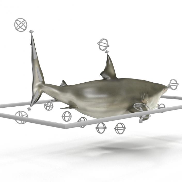 Pigeye Shark Rigged 3D model