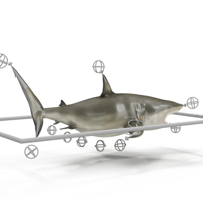 Pigeye Shark Rigged 3D model