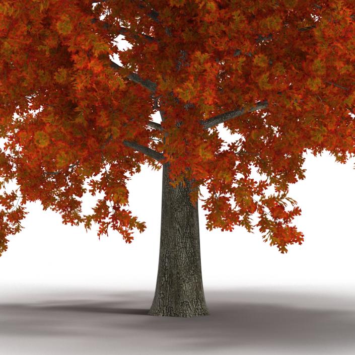 Red Oak Tree Autumn 3D model