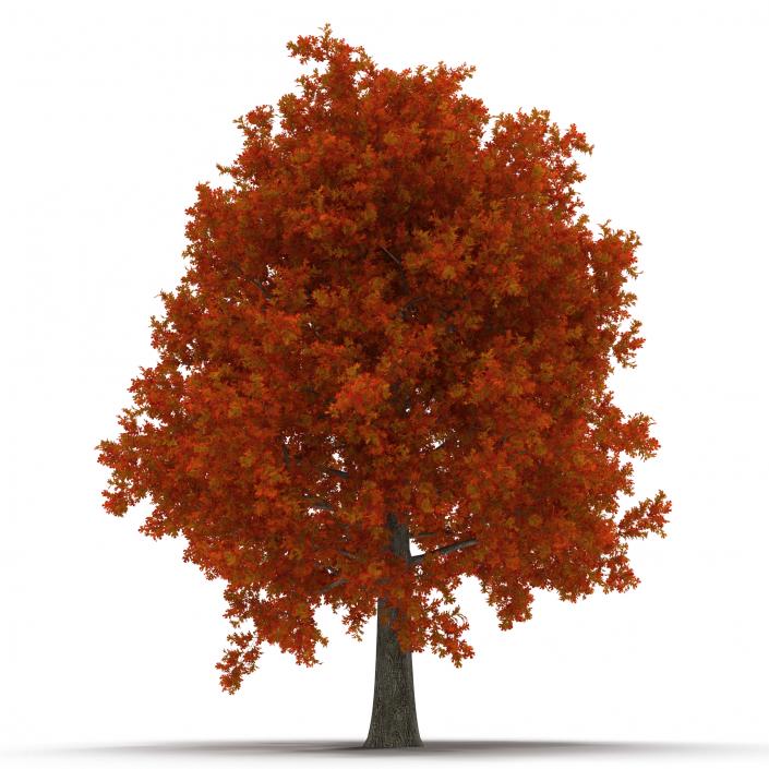 Red Oak Tree Autumn 3D model