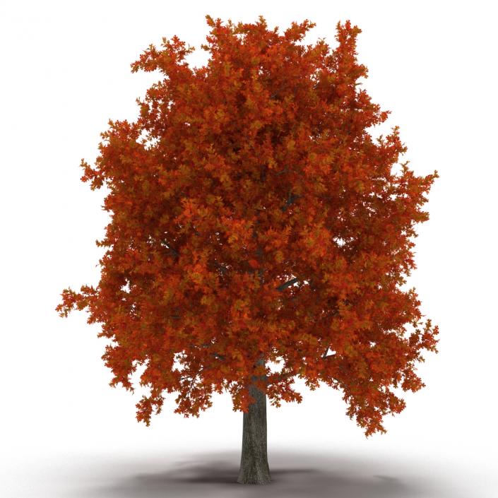 Red Oak Tree Autumn 3D model