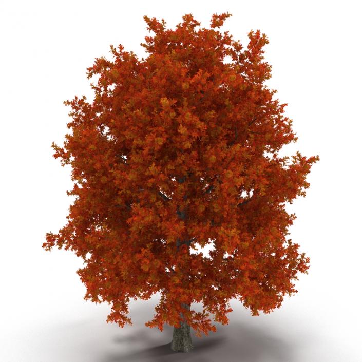 Red Oak Tree Autumn 3D model