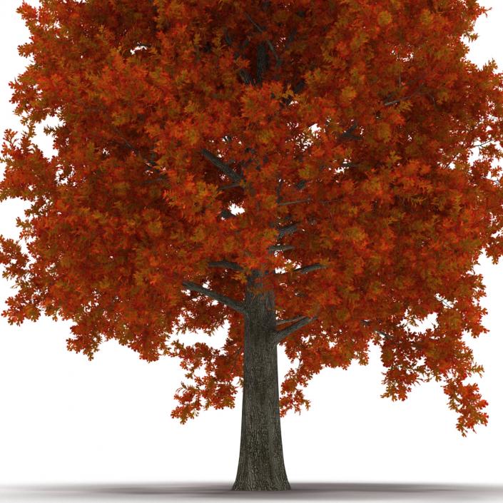 Red Oak Tree Autumn 3D model