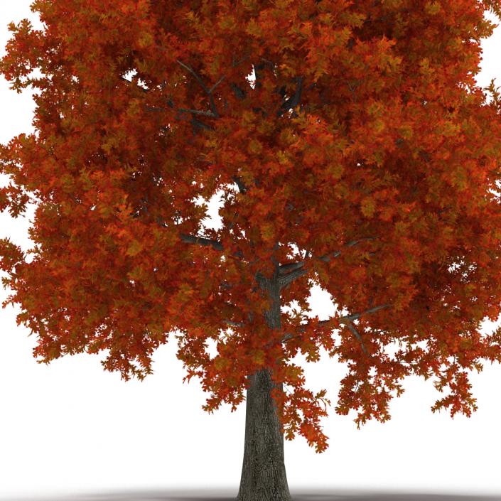 Red Oak Tree Autumn 3D model