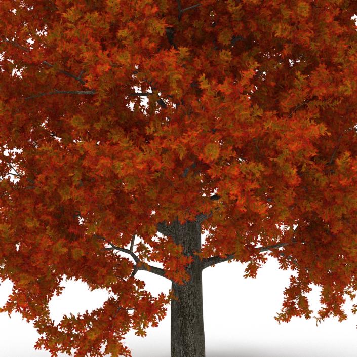 Red Oak Tree Autumn 3D model