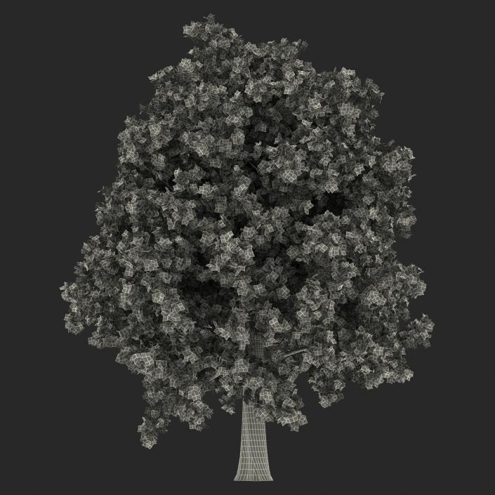 Red Oak Tree Autumn 3D model