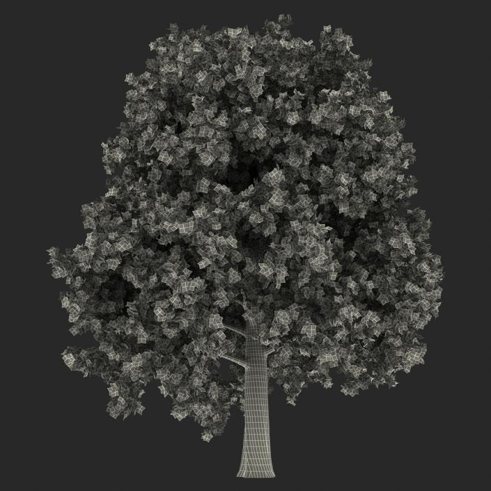 Red Oak Tree Autumn 3D model