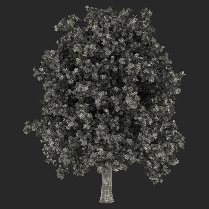 Red Oak Tree Autumn 3D model