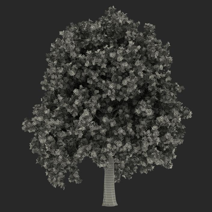 Red Oak Tree Autumn 3D model