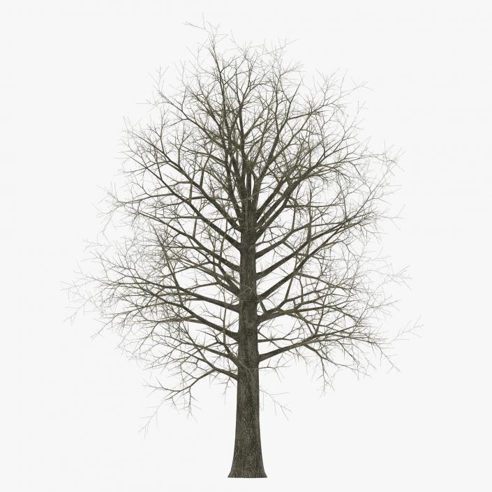 Red Oak Tree Winter 3D model