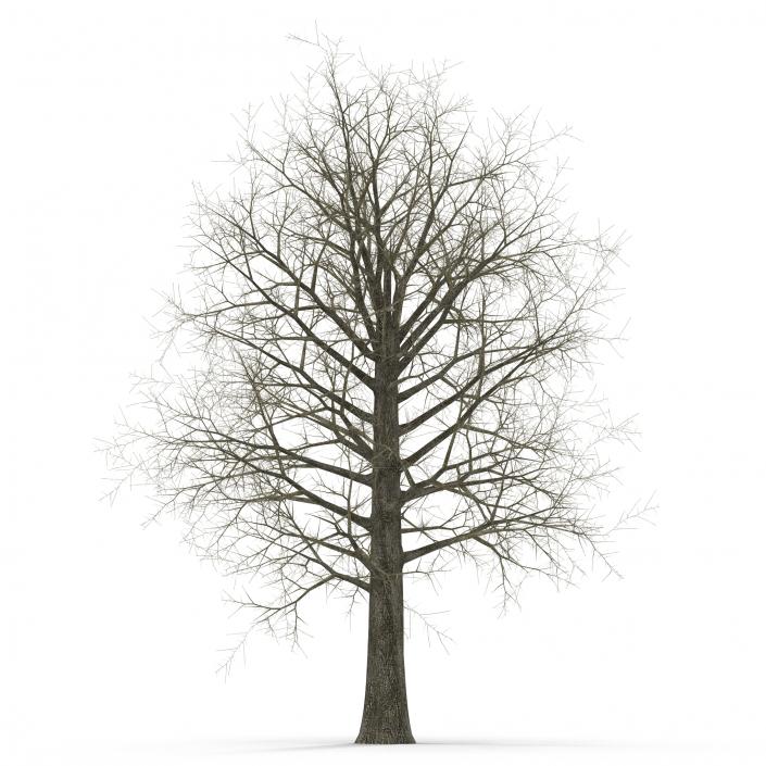 Red Oak Tree Winter 3D model