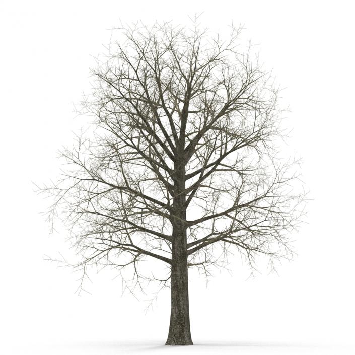 Red Oak Tree Winter 3D model