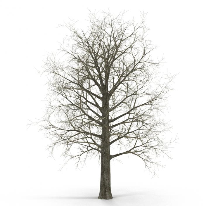 Red Oak Tree Winter 3D model