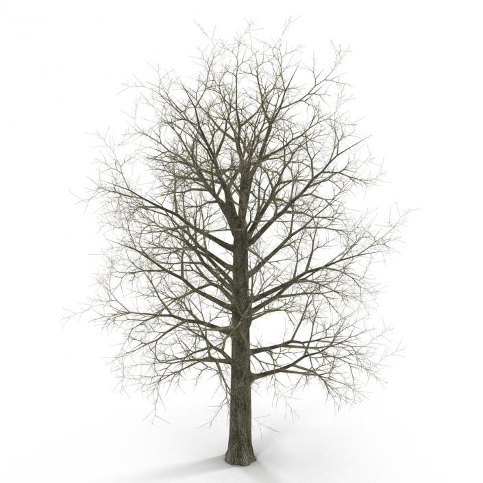 Red Oak Tree Winter 3D model