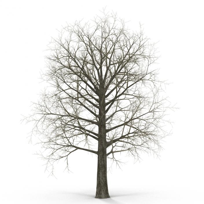 Red Oak Tree Winter 3D model