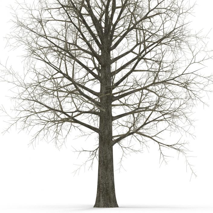 Red Oak Tree Winter 3D model