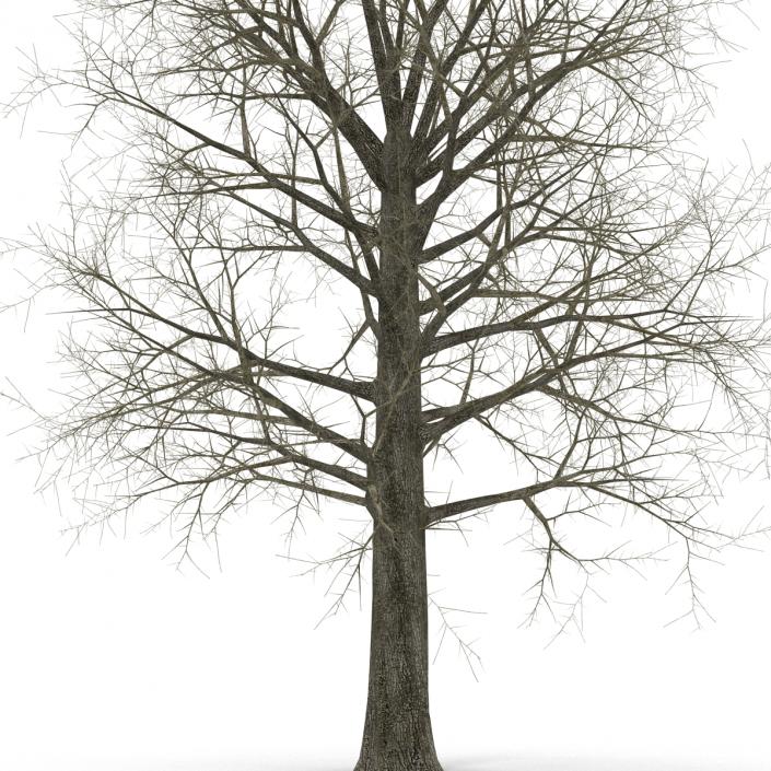 Red Oak Tree Winter 3D model